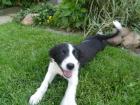 Border-Collie-Welpen