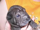 Shar Pei Welpe