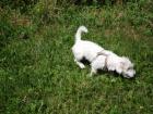 Malteser - Jack Russel Mix