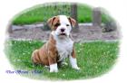 Traumhafte Olde English Bulldog Welpen