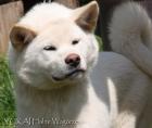 AKITA INU - Japanische Akita - weiss Rüde