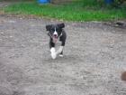 Australien Shepherd/Border Collie Welpen