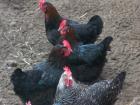 Marans Jungtiere u. Zuchthennen aus Frankreich