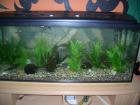 Aquarium 240l, maße 120x50x40+ Zubehör,Fische,Pflanzen,....