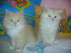 2 Katzenbabys - Perser-Main Coon - 7 Wochen alt -  