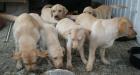 4 labrador welpen