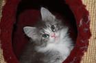 Typvolle Maine Coon Kitten aus amerikanischen Linien