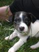 Jack Russell Terrier Welpen