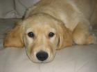 Golden Retriever Welpe, weibchen