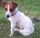 Charmanter Jack Russell Deckrüde