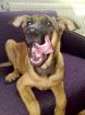 Malinois Welpe sucht neues Sofa