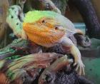 Bartagame CITRUS-ORANGE Farbzucht