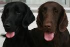 Flatcoated Retriever- Welpen, schwarz und braun, mit Papieren