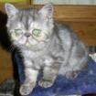 Wunderschöne ,reinrassige Exotic-Shorthairbabys