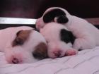 Parson Russell Terrier Welpen suchen ein neues Zuhause