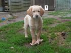 Golden Retriever Welpen