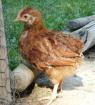 Seidenhuhn Strupphuhn Mischling Hahn