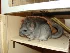 Junges Chinchillaweibchen sucht neues zuhause