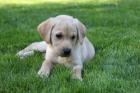 Wunderschöne Labrador Welpen 