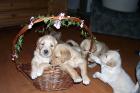 Golden Retriever Welpen