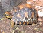  Landschildkröten Geochelone radiata aus 100% Nz