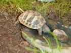 Griechische Landschildkröten (Testudo hermanni boettgeri, Testudo hermanni herma