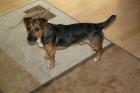 Jack Russell Terrier Deckhund 