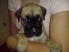 Boxer - Dogo Canario Mix Welpen ab 05.08-0.7978 abzugeben