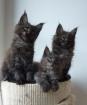 Maine Coon Kittens