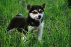 Geimpfte Shiba Inu Welpen zu verkaufen