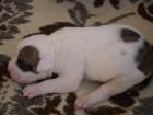 Reinrassige American Bulldog Welpen