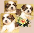 Shih Tzu Babys mit allem was dazu gehört