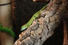 Madagaskar Taggeckos mit Terrarium und Einrichtung