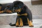 ROTTWEILER WELPEN