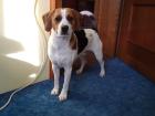 Beagle sucht neues Zuhause