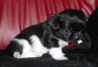 Super kleine Chihuahua - Shih Tzu Welpen