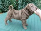 Purpur, lila shar pei welpen zu verkaufen 