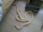 Albino Tiger Python