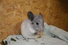 Chinchilla Jungtiere suchen neues Heim !!!