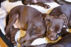 Chocofarbene Labradorwelpen