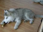 Liebevolle Husky Dame sucht neues Zuhause