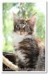 Maine Coon Herzensbrecher