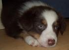 Gesunde bildhübsche Australian Shepherd Welpen