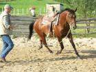 Reitunterricht auf Quarterhorses bei Düsseldorf und mobil