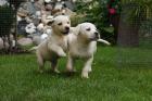 2 Labrador Welpen-Frei