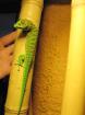 Adultes Phelsuma Mad Grandis Weibchen High Red