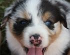 Podere San Prospero Australian Shepherd