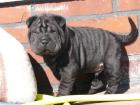 Shar pei Welpen