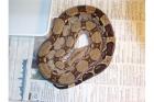 0.2 Boa constrictor imperator ENZ 062021