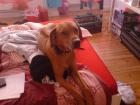 6 Jahre alter Rhodesian Ridgeback (R de) sucht neues liebevolles Zuhause